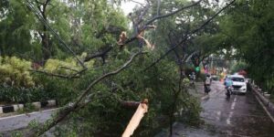 Pohon Tumbang Beberapa Titik, Dinas DLH Kota Gorontalo Bertindak Cepat
