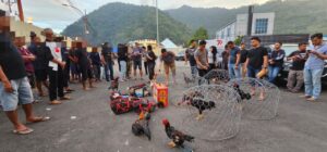 41 Pelaku Judi Sabung Ayam Diringkus Polisi