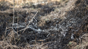 Mahasiswa Membakar Rumput, Sebabkan Kebakaran Lahan di UNG