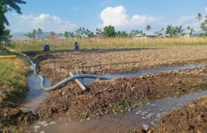 Kemarau Berkepanjangan, Petani Terpaksa Gunakan Mesin Alkon untuk Pengairan