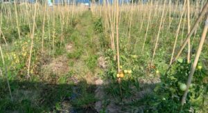 Harga Tomat Anjlok, Para Petani di Gorontalo Gigit Jari