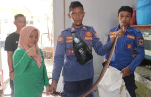 Warga Gorontalo Dibuat Gempar oleh Kemunculan Ular di Dalam Rumah