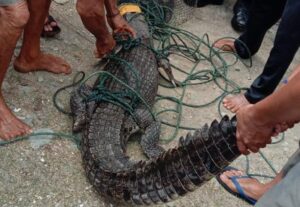 Penemuan Buaya Berukuran 2 Meter di Boalemo Gemparkan Warga Sekitar