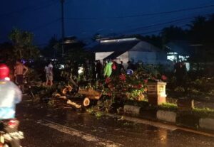 Pohon Tumbang di Isimu Telan Korban Jiwa