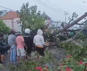 Pohon Tumbang Kerap Telan Korban, Forpmawa Sebut Pemerintah Harus Serius Menangani