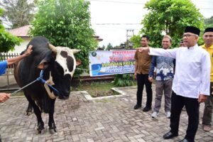 Sapi Kurban Presiden untuk 400 Keluarga di Gorut