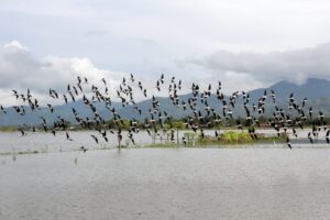 Danau Limboto Menjadi Aset Provinsi Gorontalo