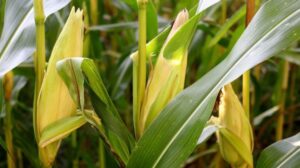 Keluhkan Pupuk Subsidi Bercampur Kerikil, Petani di Tibawa Mendapat Ancaman