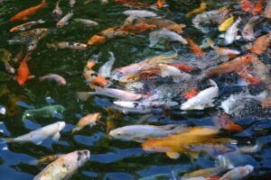 Ribuan Ikan Koi Terlepas ke Danau Limboto Akibat Banjir Besar di Gorontalo