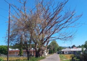 Pohon Mati di Jalan Idrus Dungio Limboto Khawatirkan Warga