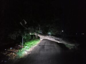Pohon Tumbang di Limboto Akibat Hujan Deras Halangi Akses Jalan