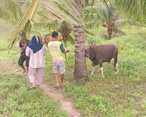 Kasus PMK di Gorontalo Capai 5.203 Sapi Dalam Dua Bulan