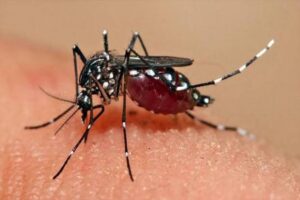 Sudah ada Korban Jiwa, Penyakit Malaria Hantui Warga Penambang Pohuwato
