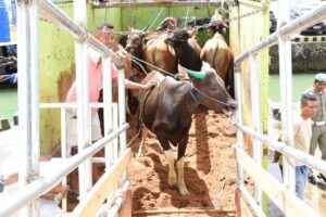 Investor Didorong Kembangkan Industri Pengolahan Daging Gorontalo