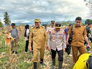 Panen Raya Jagung di Tabongo Timur, Gubernur Ajak Petani Tingkatkan Produksi