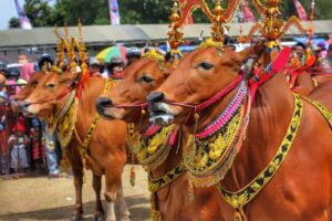 Selain Karapan dan Pacuan, Kontes Sapi Juga Akan Dilombakan di Limboto Barat