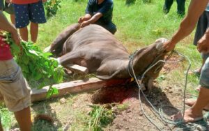 Desa Ulobua Menyembelih 21 Ekor Sapi, Momentum Lebaran Idul Adha
