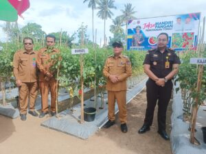 Perkebunan Tomat Jadi Andalan Baru Ketahanan Pangan di Gorontalo