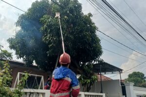Tak Hanya Padamkan Api, Damkar di Jambi Bantu Warga Panen Mangga