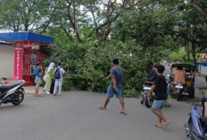 Diterpa Angin Kencang, Pohon Mangga di Kayubulan Tumbang