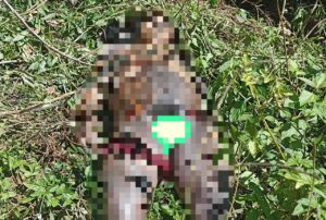 Mayat Pria Ditemukan di Ladang dengan Tubuh Penuh Luka Bakar