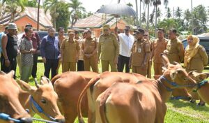 Populasi Sapi Ditarget Naik, Gorontalo Siapkan Program IB hingga 10.000 Ekor