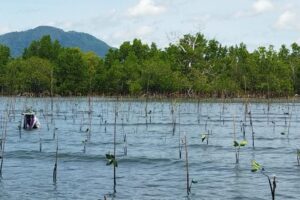 Mangrove Menyusut, Masyarakat Pesisir Gorontalo Dilema antara Tambak dan Kerentanan Lingkungan