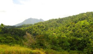 Penelitian Ungkap Kekayaan Tersembunyi Flora Meliaceae di Hungayono