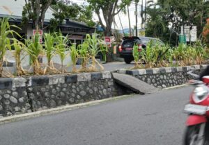 Jagung di JDS Dapat Sorotan dari DPRD