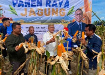 Menteri Koordinator Bidang Pangan, Zulkifli Hasan, saat kunjungan kerja di perkebunan jagung di Pulubala, Rabu (24/6/2026).