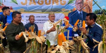 Menteri Koordinator Bidang Pangan, Zulkifli Hasan, saat kunjungan kerja di perkebunan jagung di Pulubala, Rabu (24/6/2026).