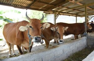 Pemprov Gorontalo Percepat Inseminasi Buatan, Targetkan Populasi Sapi Meningkat